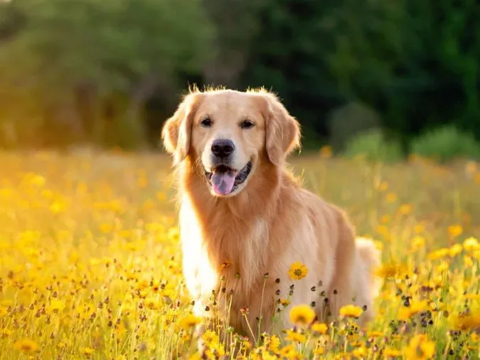 May mắn nở rộ trong tuần mới (9 - 15/10), 4 con giáp nhận nhiều tài lộc 2