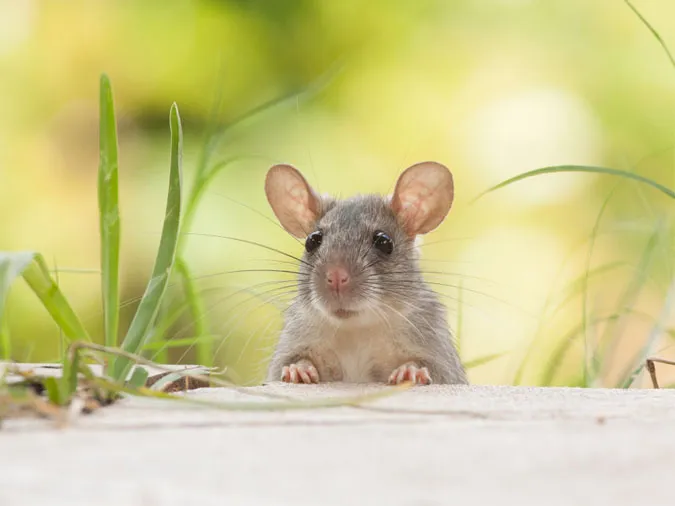 May mắn nở rộ trong tuần mới (9 - 15/10), 4 con giáp nhận nhiều tài lộc 1