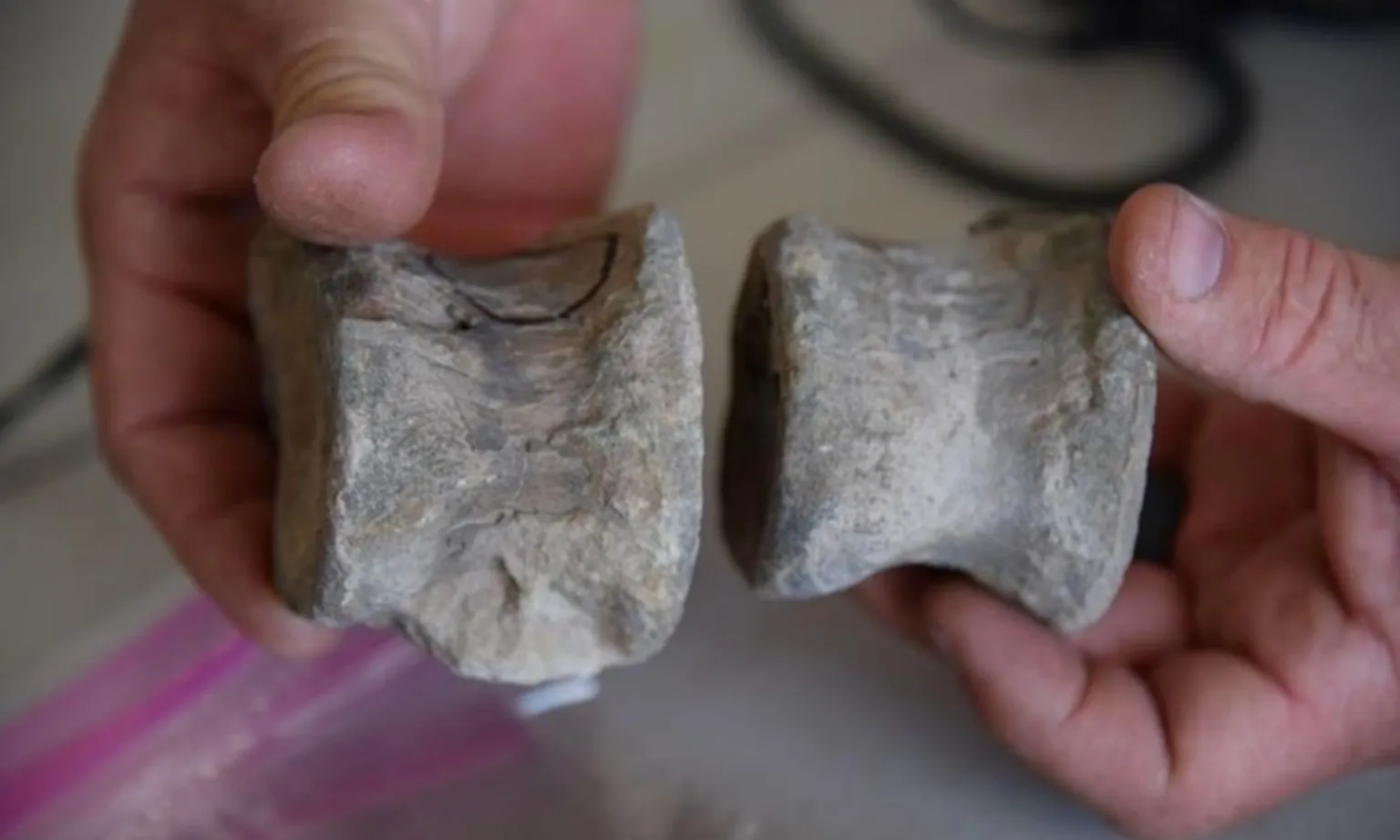 xương khủng long