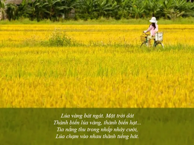 69 bài thơ về cây lúa, lay động lòng người 7