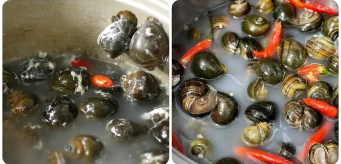 How to clean snails 