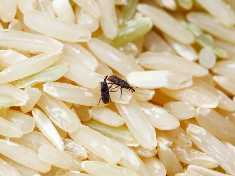 5 cách diệt mọt gạo đơn giản không phải ai cũng biết 1