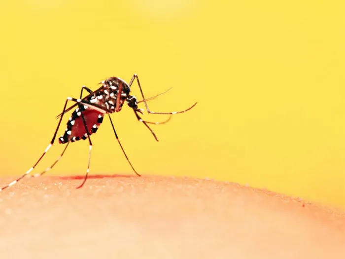 Có phải tất cả muỗi vằn đều truyền bệnh sốt xuất huyết? 1