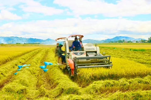 Giá lúa gạo hôm nay 6/11/2023: Biến động trái chiều 1