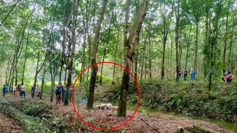 Bình Phước: Phát hiện xác chết trong rừng cao su 1