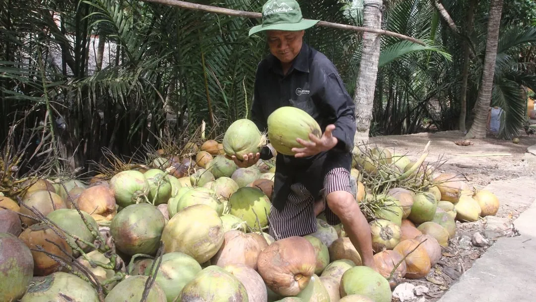 dừa miền tây