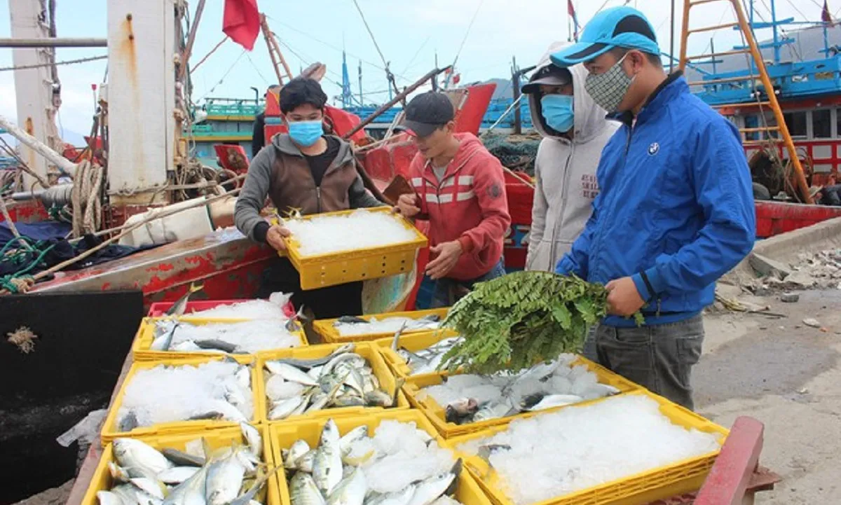 Chủ hai tàu cá bị phạt hơn 3 tỷ đồng 1