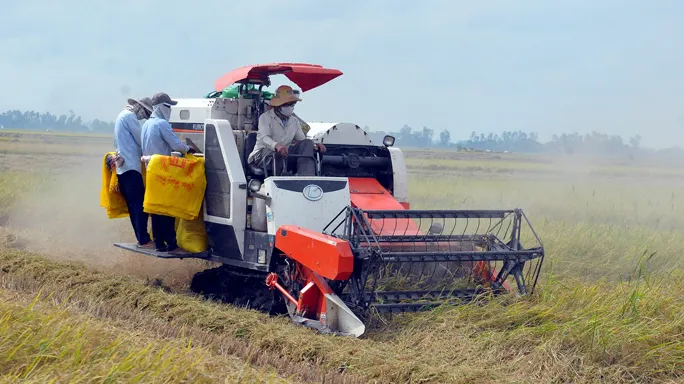 Giá lúa gạo hôm nay 13/11/2023: Thị trường ảm đạm 1