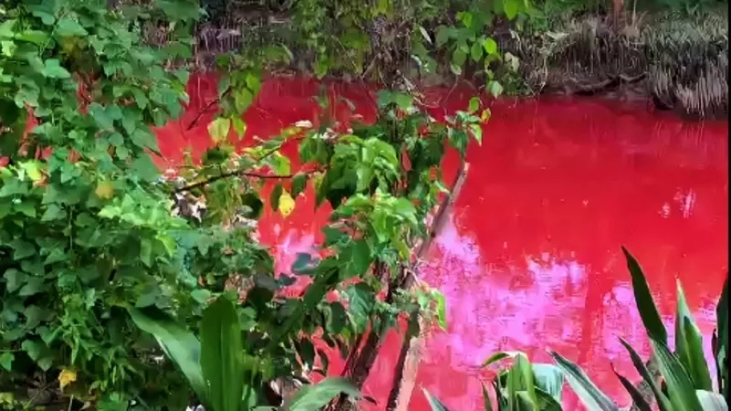 Kết quả kiểm tra vụ nước rạch đỏ như máu tại Tiền Giang 1