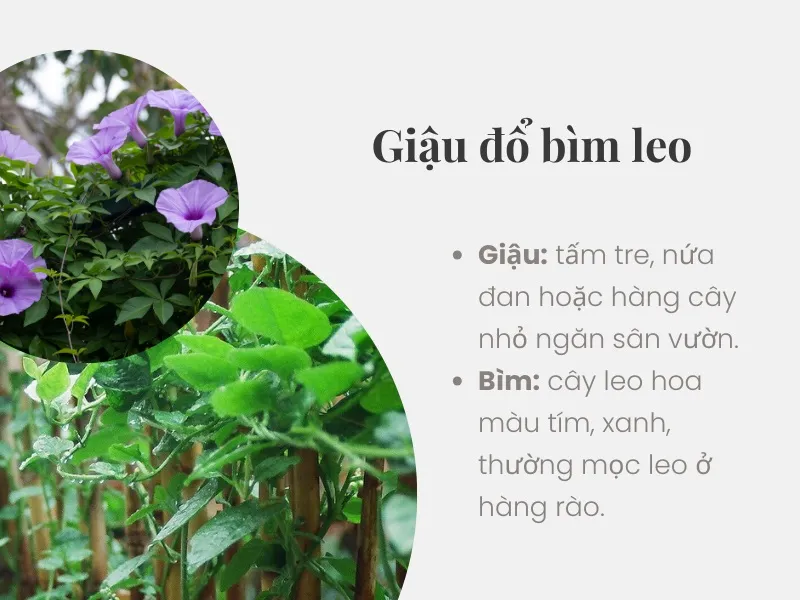 Giải thích ý nghĩa thành ngữ “Giậu đổ bìm leo” là gì? 1