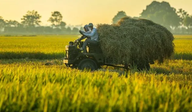 Giá lúa gạo hôm nay 18/11/2023: Hiện nguồn lúa Thu Đông còn lại không nhiều 1