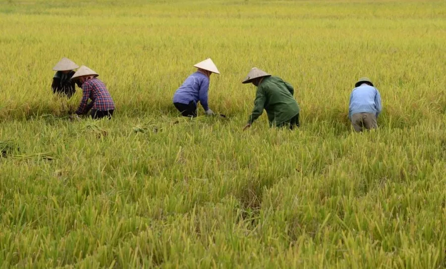 Giá lúa gạo hôm nay 20/11/2023: Lúa Thu Đông bước được mùa vào cao điểm thu hoạch 1