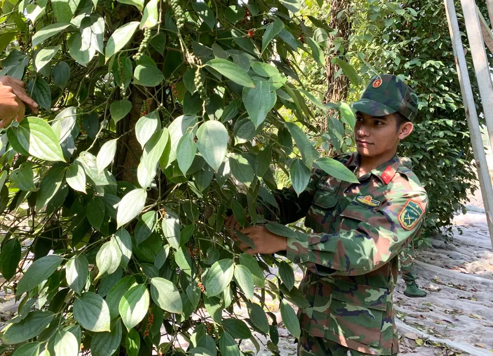 Giá tiêu hôm nay 21/11/2023: Tiếp đà leo dốc 1