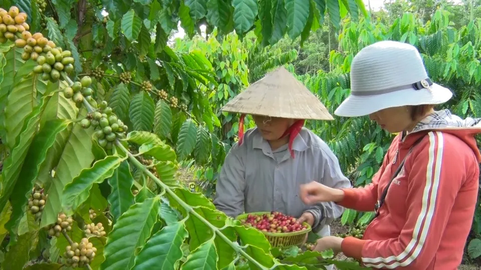 Giá cà phê hôm nay 25/11/2023: Phục hồi sắc xanh 1