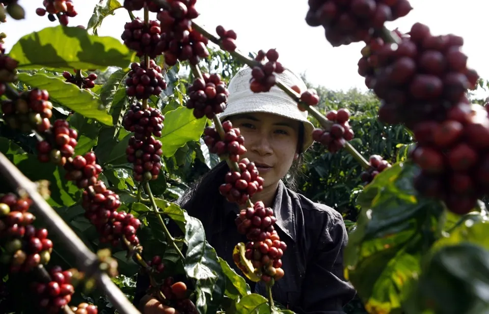 Giá cà phê hôm nay 28/11/2023: Phục hồi đà tăng 1