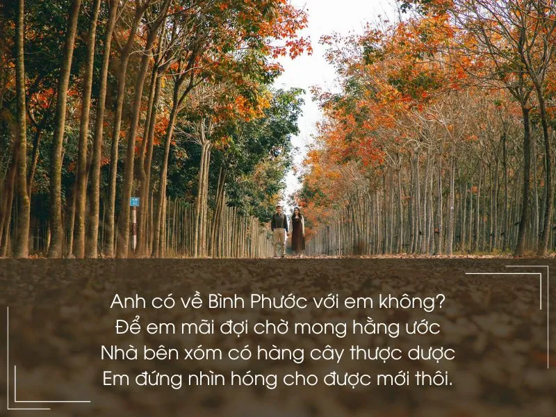 Top bài thơ về Bình Phước - vùng đất giàu truyền thống cách mạng 2