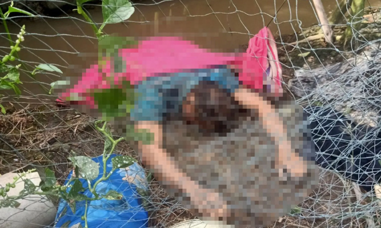 chết trong vườn cam