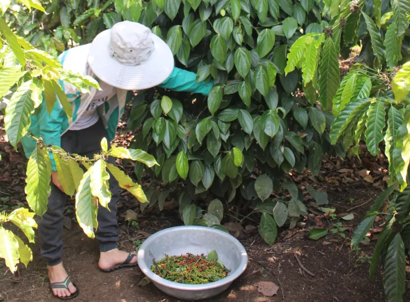 Giá tiêu hôm nay 5/12/2023: Đồng loạt tăng 1