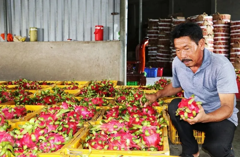 Điểm tin chiều 6/12: Phải xuất hóa đơn điện tử không phân biệt giá trị | Giá thanh long cuối mùa cao gấp 3 lần 2