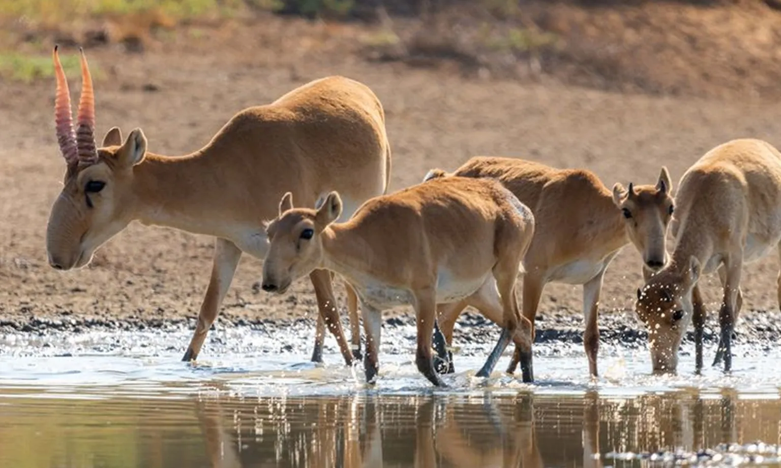 linh dương saiga