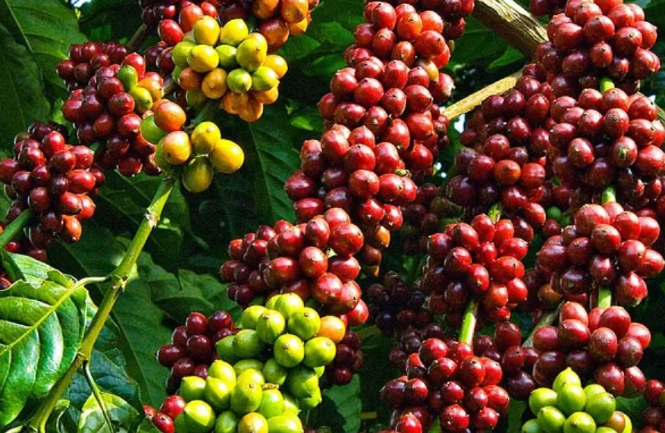 Giá cà phê hôm nay 12/12/2023: Tăng vọt 1.600 đồng/kg 1