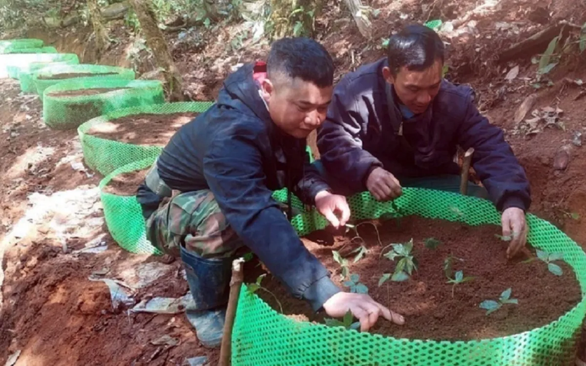 nguoi dan trong sam ngoc linh