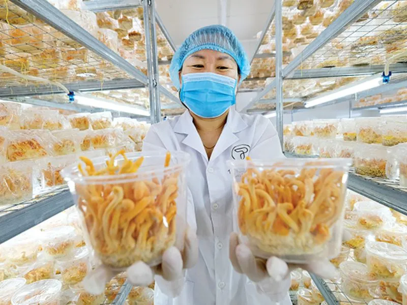 CEO Nguyễn Thị Hồng: Nữ tỷ phú “chinh phục” Đông Trùng Hạ Thảo đầu tiên tại Việt Nam 2