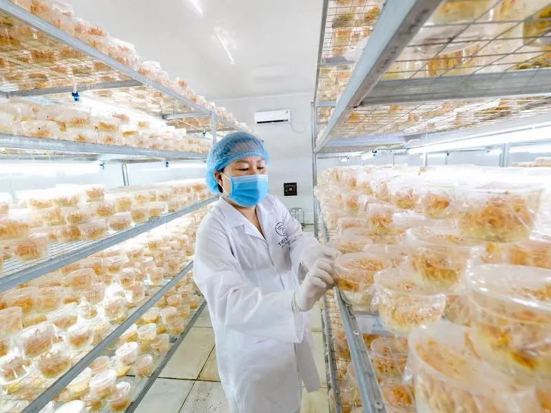 CEO Nguyễn Thị Hồng: Nữ tỷ phú “chinh phục” Đông Trùng Hạ Thảo đầu tiên tại Việt Nam 3