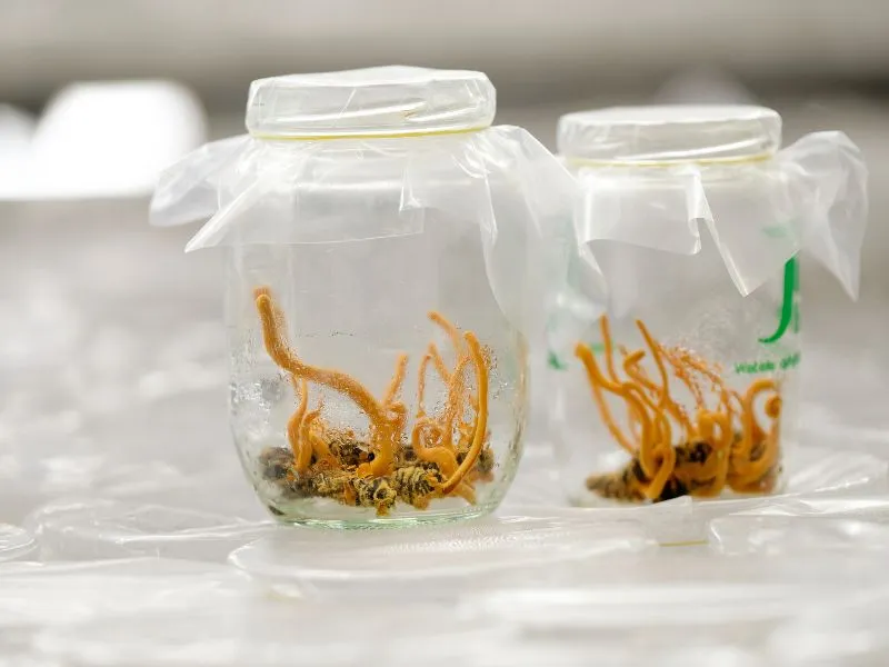 CEO Nguyễn Thị Hồng: Nữ tỷ phú “chinh phục” Đông Trùng Hạ Thảo đầu tiên tại Việt Nam 5