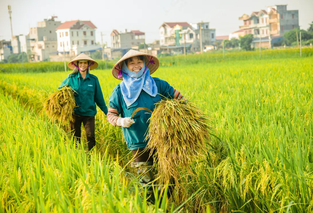 Giá lúa gạo hôm nay 16/12/2023: Tăng giảm trái chiều 1