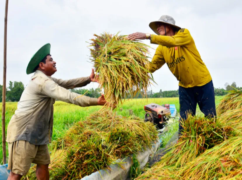 Giá lúa gạo hôm nay 18/12/2023: Tiếp tục đà tăng 1