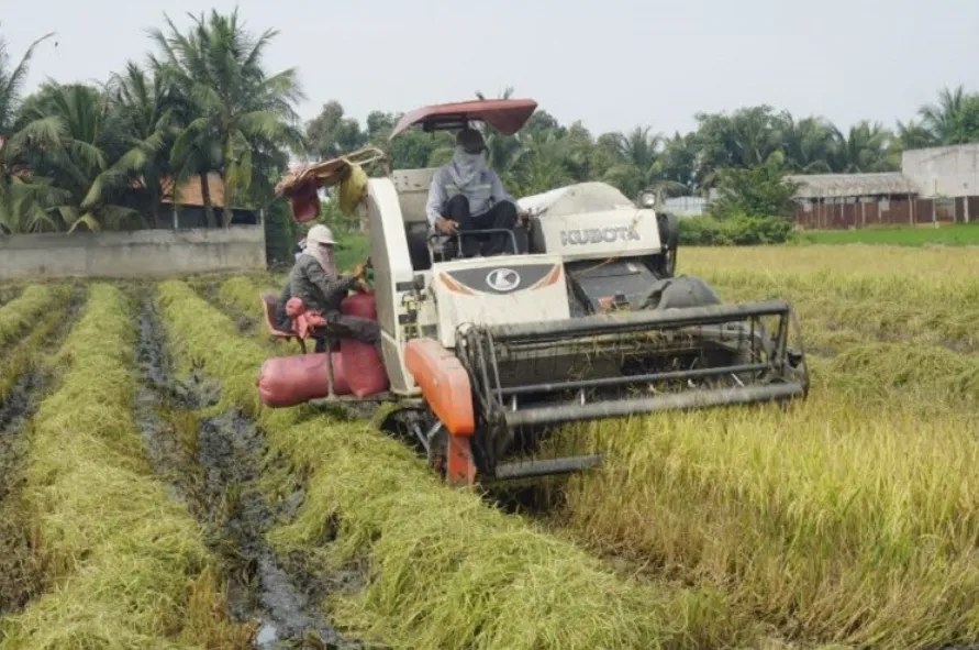 Giá lúa gạo hôm nay 19/12/2023: Tăng trở lại 1