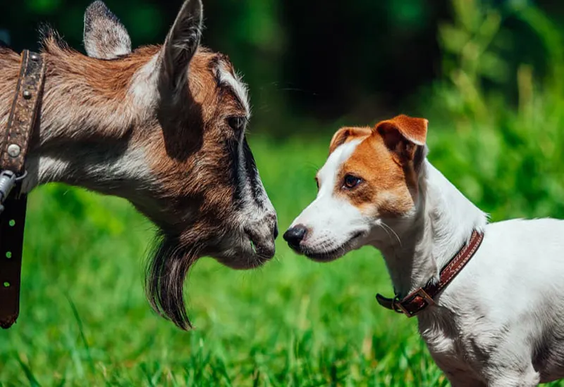 Giải thích thành ngữ “Treo đầu dê bán thịt chó” có nghĩa là gì? 2