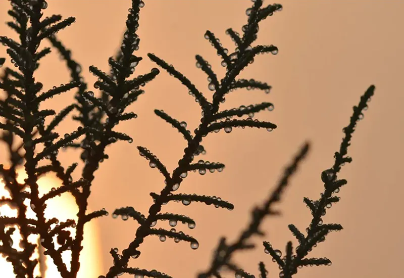 Cây liễu athel bài tiết muối lên lá của nó để lấy hơi ẩm từ không khí 