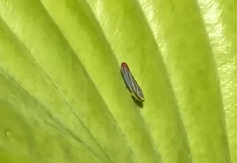 Những con côn trùng được gọi là xạ thủ bắn nước tiểu 