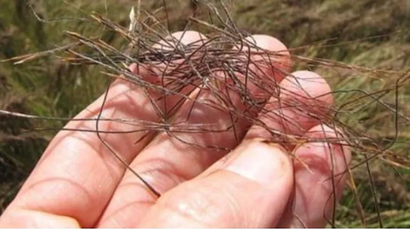 Cỏ Pili là loại thực vật gì? Có thể tự chuyển động được không? 2