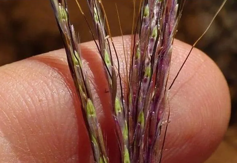 Cỏ Pili là loại thực vật gì? Có thể tự chuyển động được không? 1