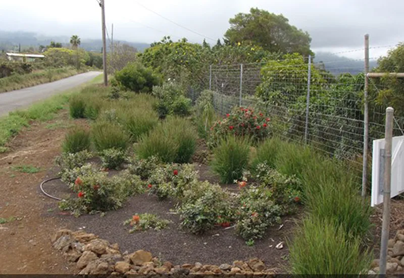 Cỏ Pili là loại thực vật gì? Có thể tự chuyển động được không? 3