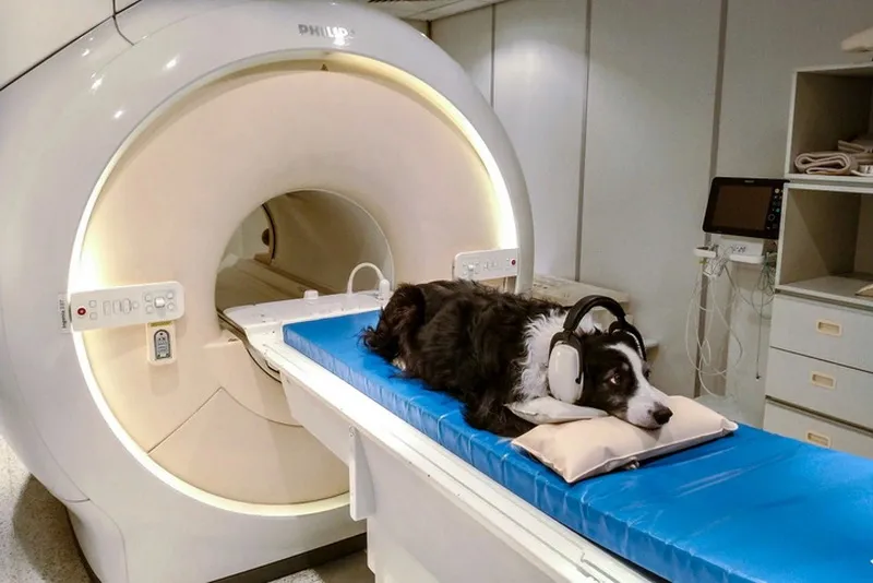 Loài chó có thật sự hiểu được tiếng người ? 2