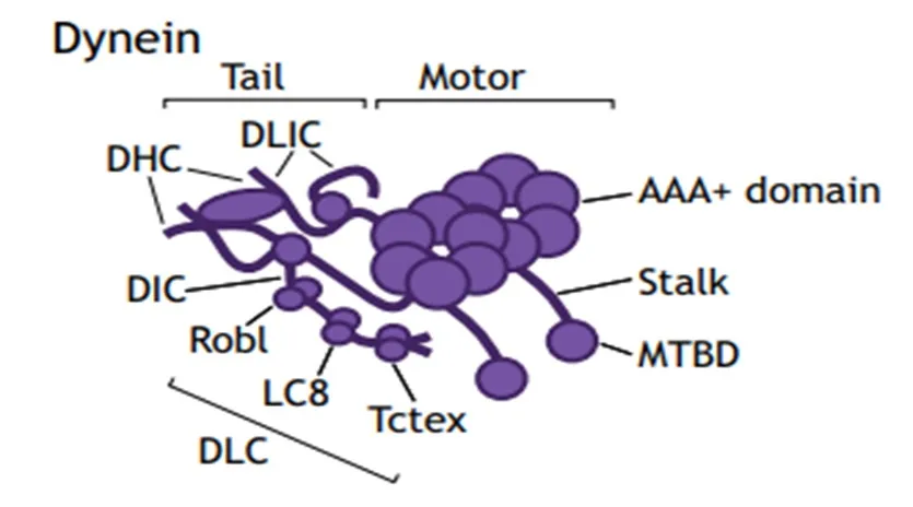 Dynein: Giải pháp mới để kiểm soát ung thư 1