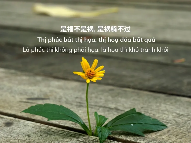 Những câu nói Hán Việt hay về cuộc sống đáng suy ngẫm 3