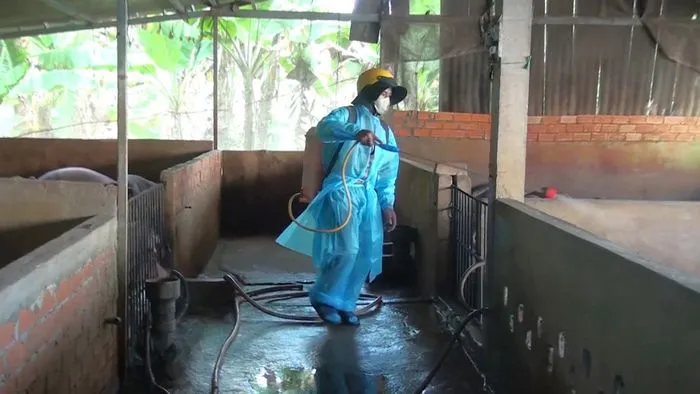 Nhịp Sống Khỏe 18/1: Huấn luyện can thiệp tim mạch trên tim heo tại Việt Nam | Nguy cơ tái phát bệnh dịch tả heo châu Phi 2