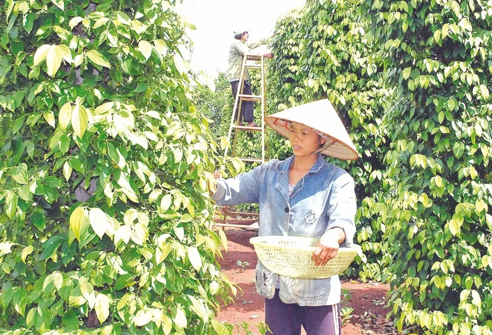 Giá tiêu hôm nay 17/1/2024: Đà tăng không ngừng 1