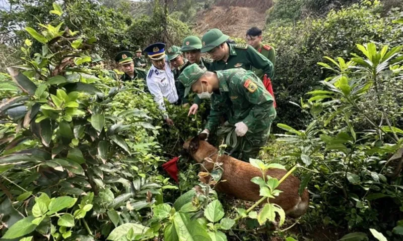 Điểm tin trưa 20/1: Mua sắm trực tuyến lên ngôi | Chó nghiệp vụ phát hiện gần 300 kg ma túy 4