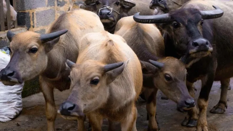 Số gia súc chết cóng tiếp tục gia tăng 1