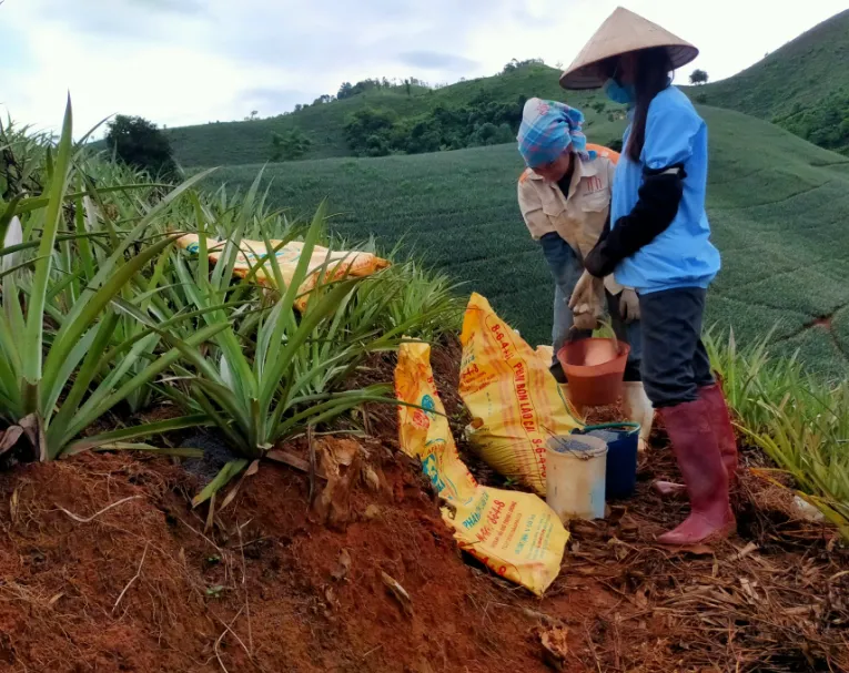 Giá phân bón hôm nay 29/1: Duy trì ổn định 1