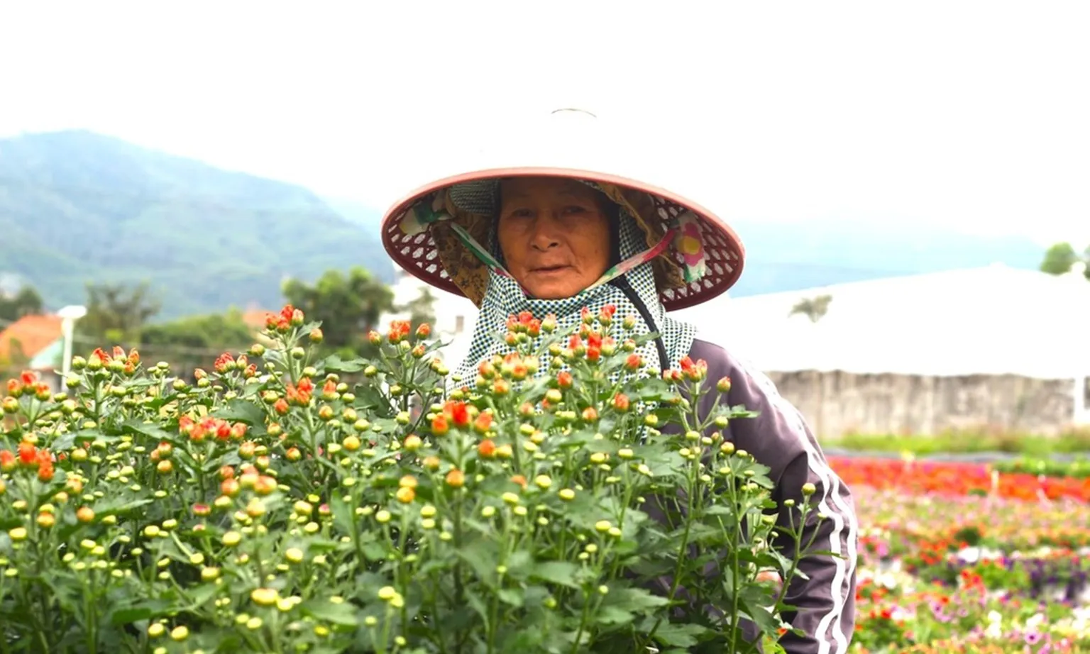 hoa tết