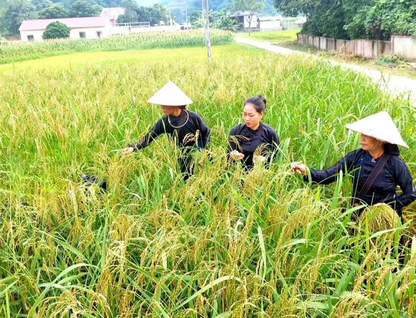 Giá lúa gạo hôm nay ngày 1/2/2024: Giá gạo tăng 200 – 500 đồng/kg 1