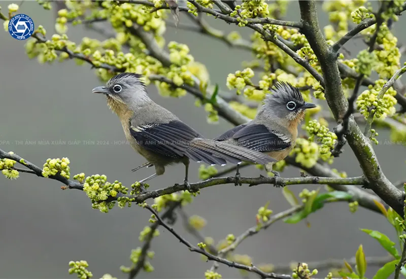 Trao giải Liên hoan Ảnh nghệ thuật mùa Xuân Giáp Thìn 2024 7