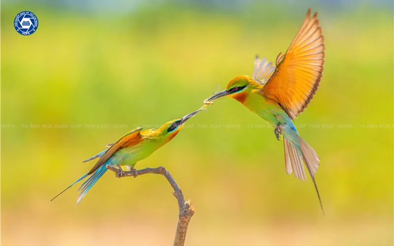 Trao giải Liên hoan Ảnh nghệ thuật mùa Xuân Giáp Thìn 2024 6